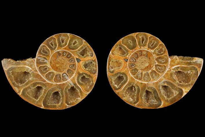 Cut & Polished, Agatized Ammonite Fossil- Jurassic #110757